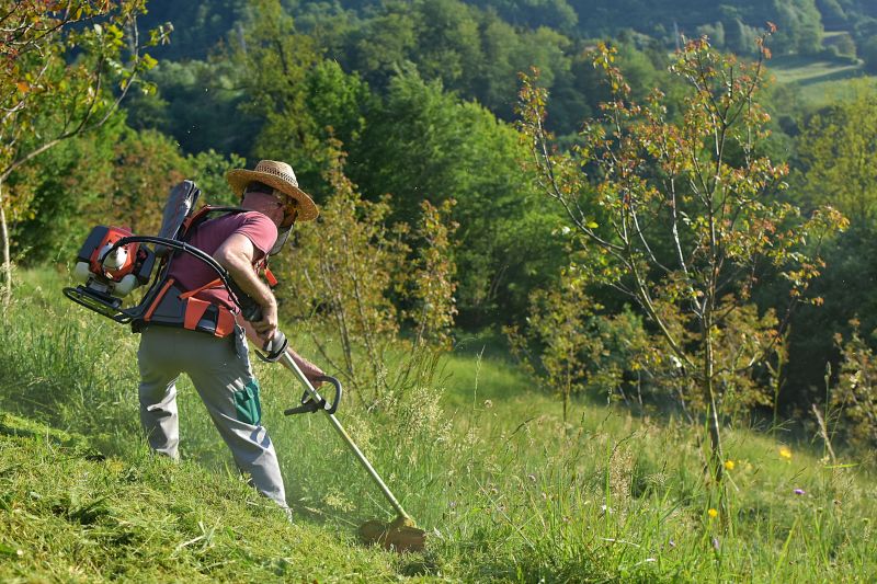 Overgrown Vegetation Cutting