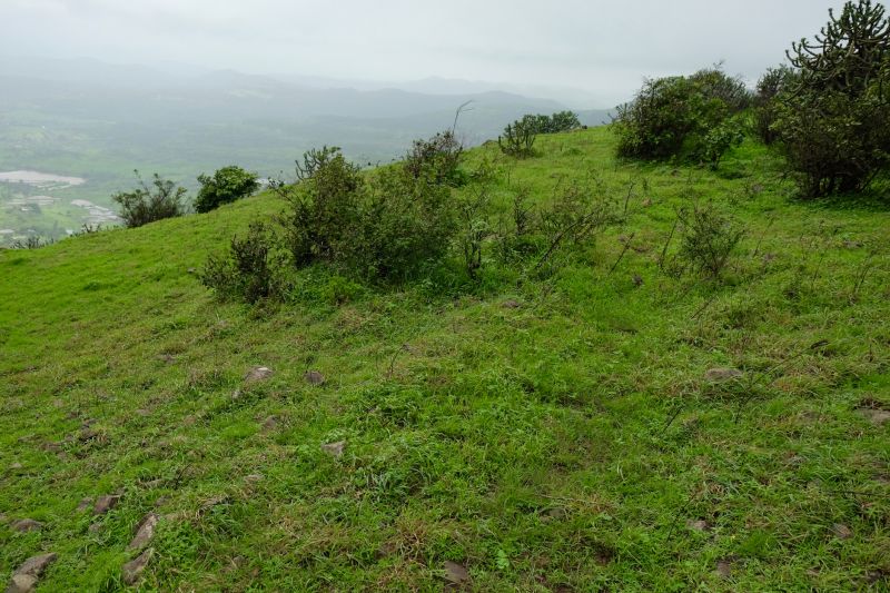 Overgrown Vegetation Cutting
