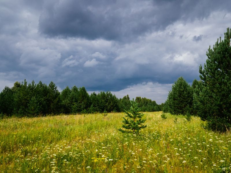 Overgrown Vegetation Cutting