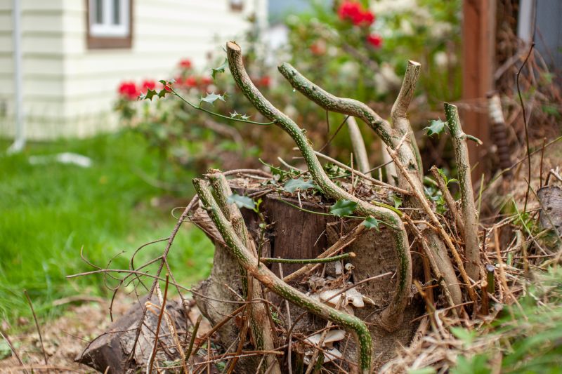 Overgrown Vegetation Cutting