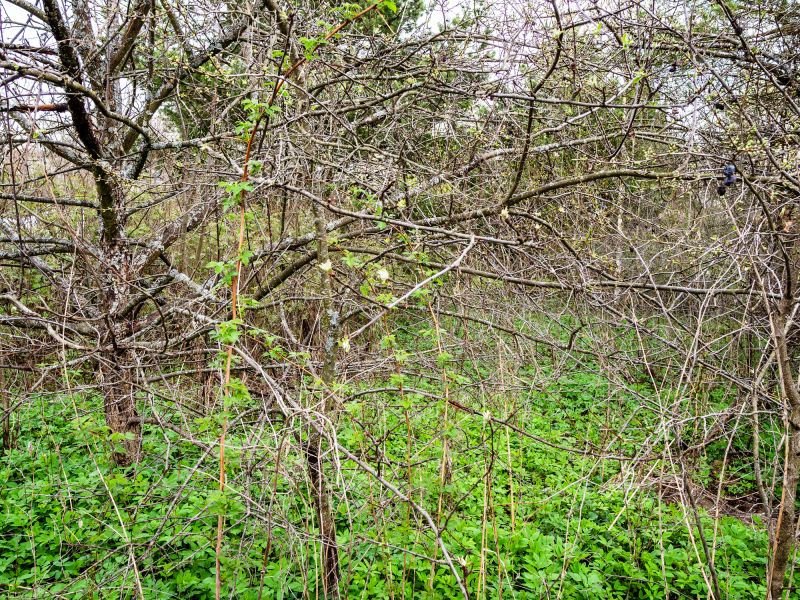 Overgrown Bushes and Shrubs