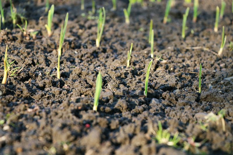 Early Spring Maintenance