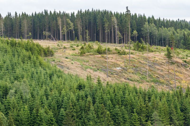 Overgrown Vegetation Cutting